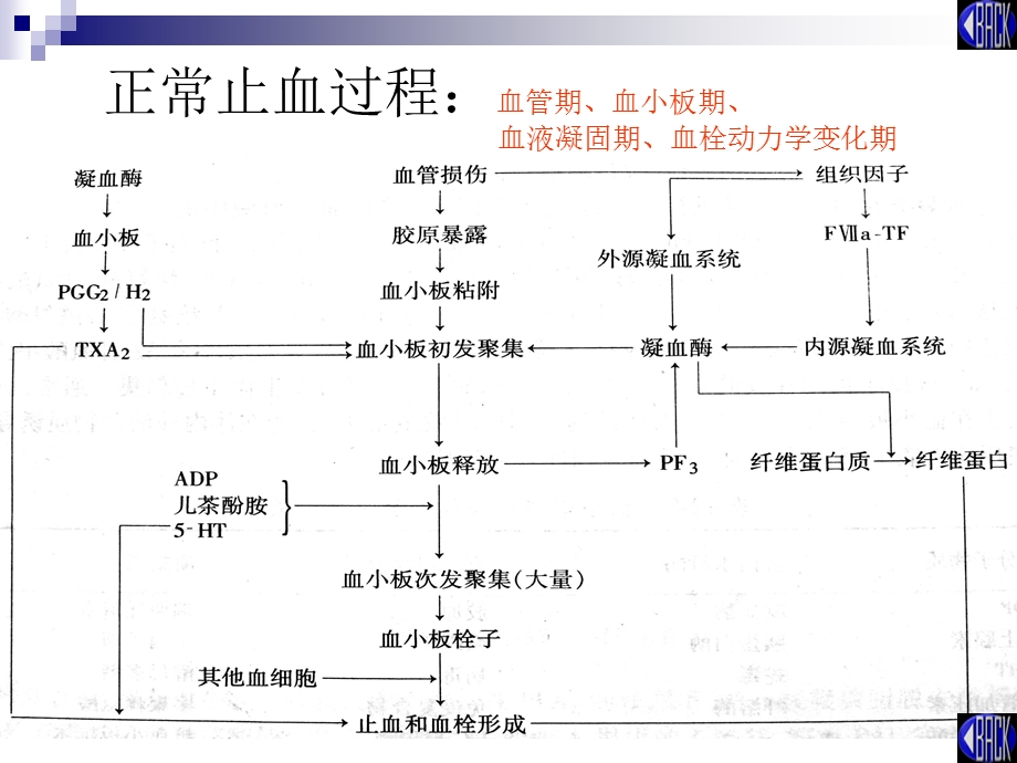 血栓与止血检验理论ppt课件.ppt_第2页