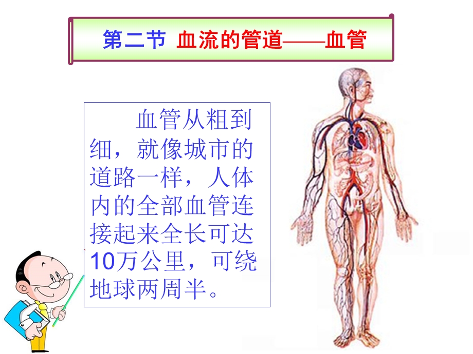 第二节血流的管道—血管ppt课件.ppt_第2页