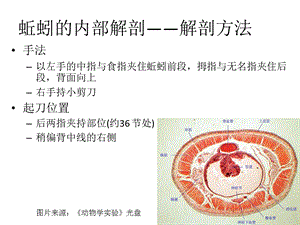 蚯蚓解剖与比较解剖ppt课件.pptx