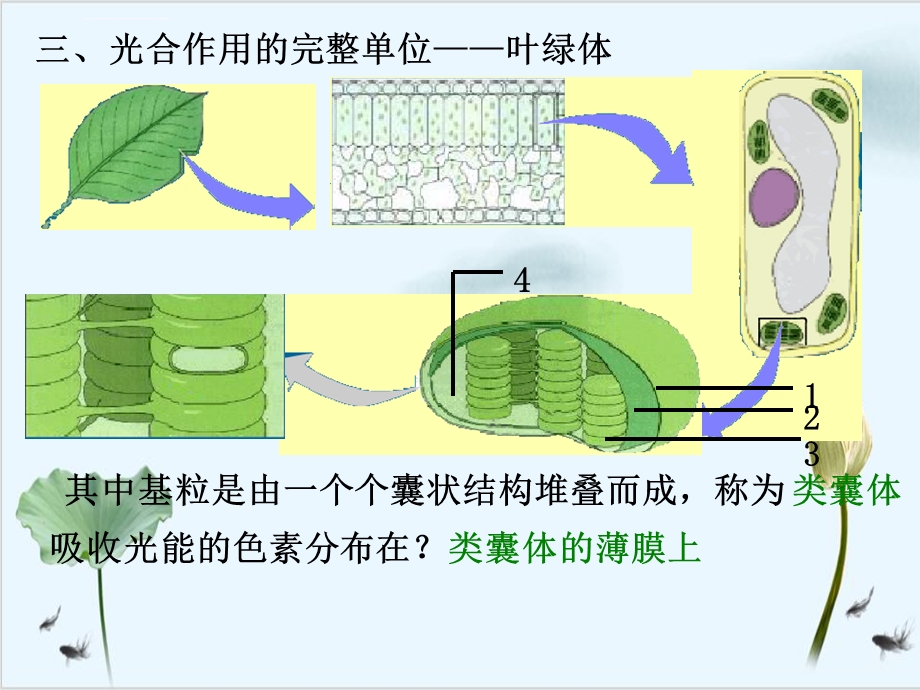 能量之源光与光合作用ppt课件.ppt_第3页