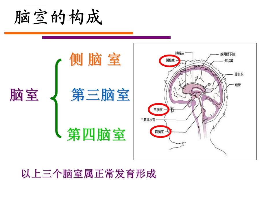 脑室系统及脑脊液循环ppt课件.ppt_第2页