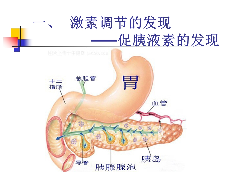 通过激素的调节(高三一轮复习)ppt课件.ppt_第3页