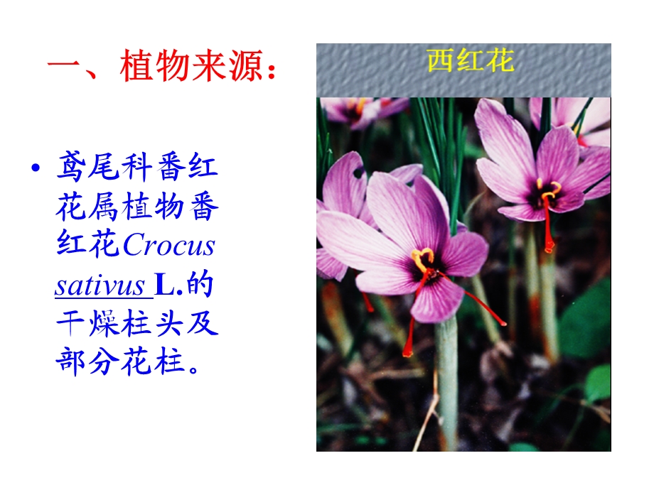 药用植物学与生药学西红花ppt课件.ppt_第2页