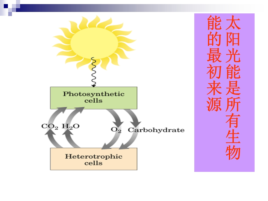 糖的生物合成ppt课件.ppt_第3页