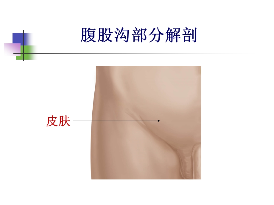 腹股沟解剖图示ppt课件.ppt_第1页