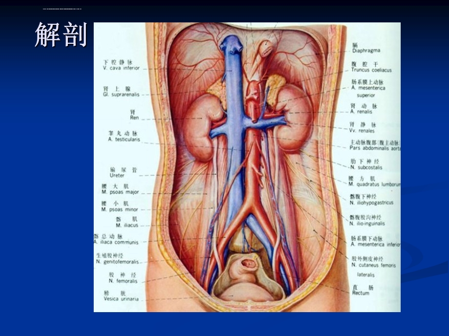 肾上腺疾病超声诊断ppt课件.ppt_第3页