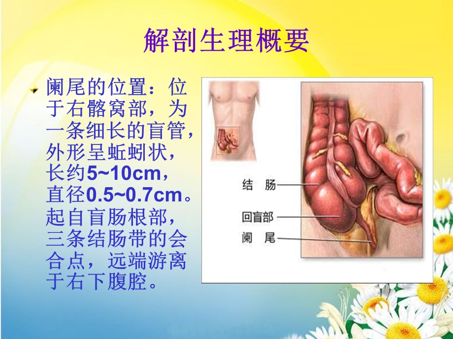 阑尾解剖生理ppt课件.ppt_第2页