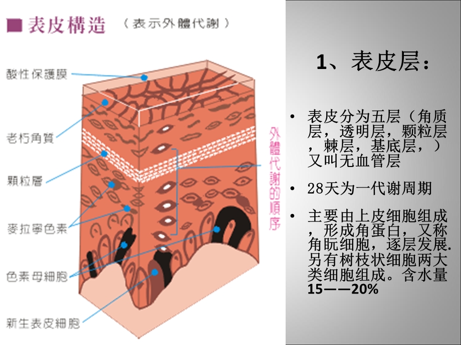 美容行业皮肤的专业知识ppt课件.ppt_第3页