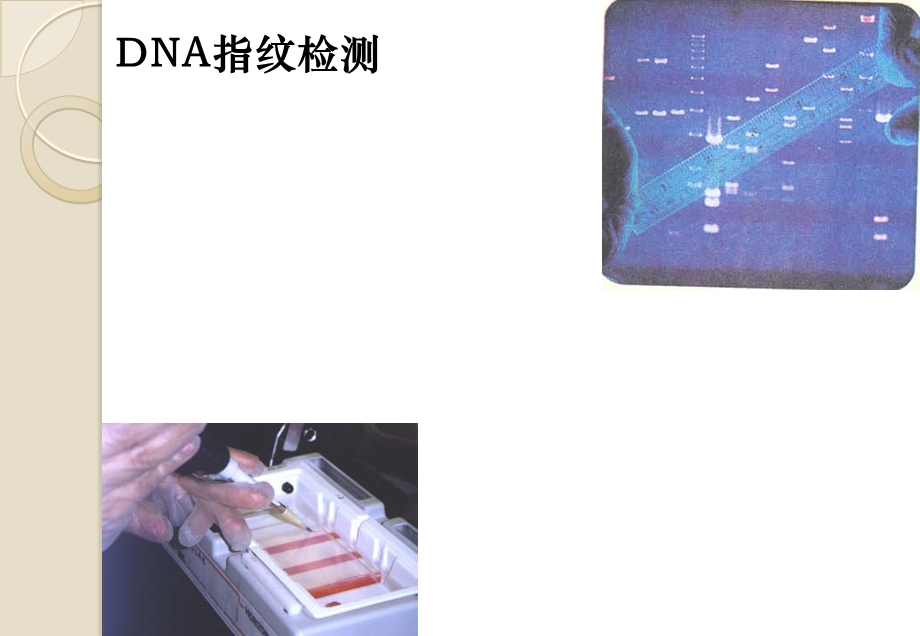 遗传信息的携带者──核酸ppt课件.ppt_第3页