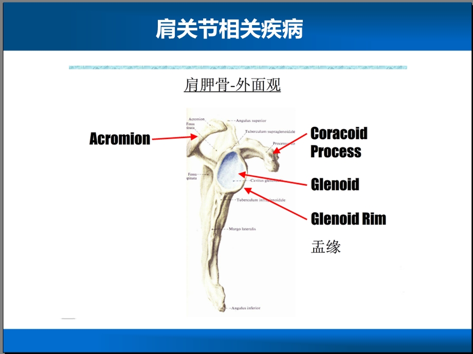 肩关节相关疾病ppt课件.ppt_第2页