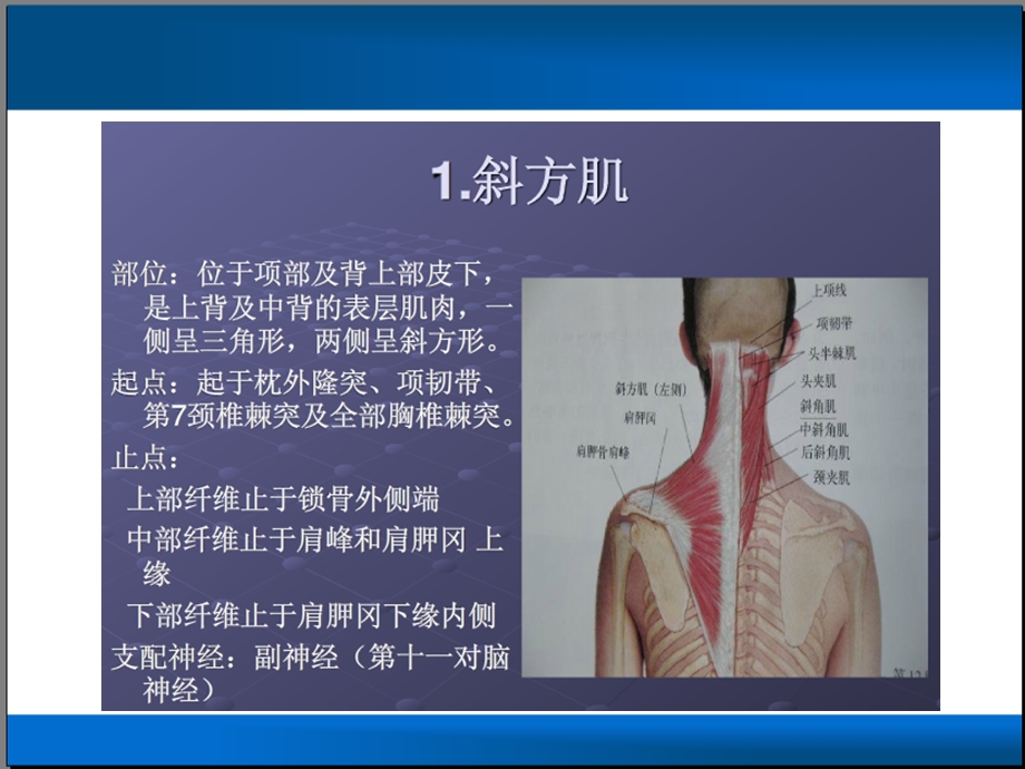 肩关节相关疾病ppt课件.ppt_第3页