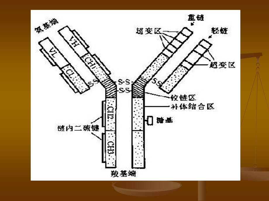 血清IgG的分离和制备ppt课件.ppt_第3页