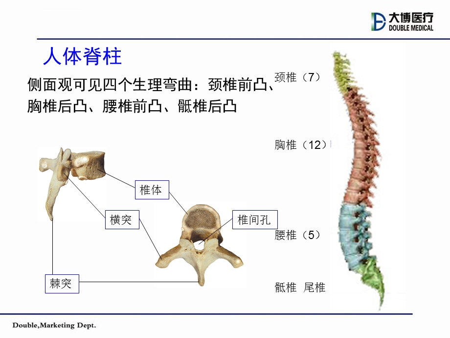 脊柱常见疾病ppt课件.ppt_第3页