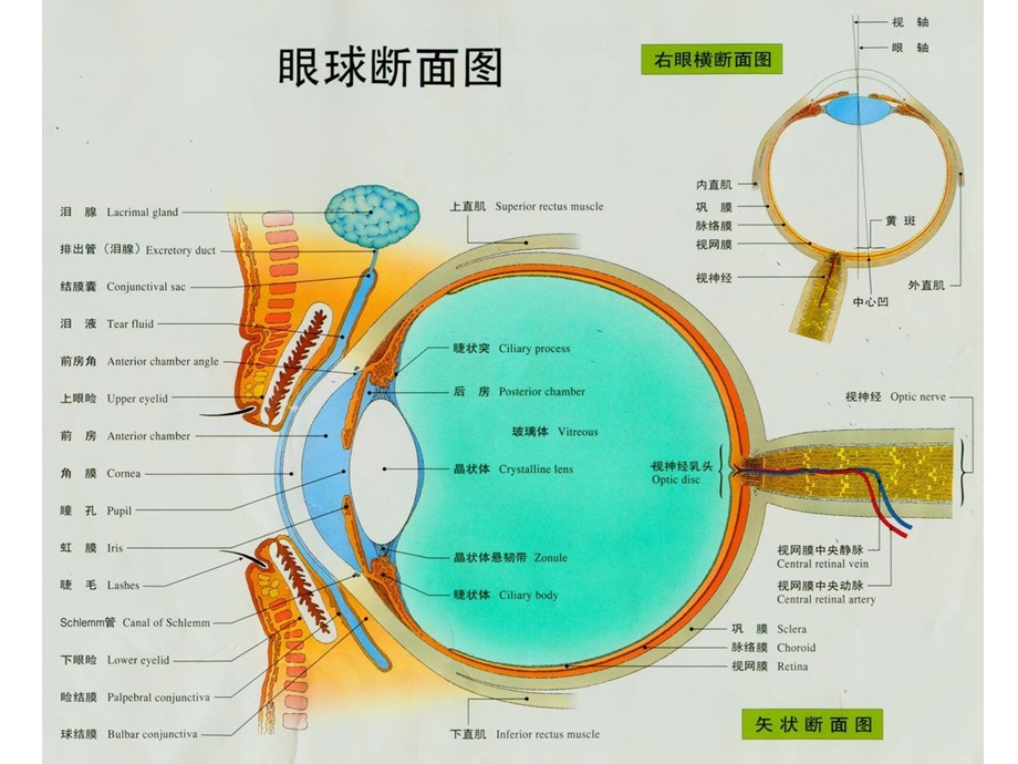 老年人常见眼病ppt课件.ppt_第3页