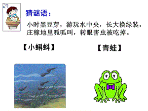 部编本1《小蝌蚪找妈妈》新插图ppt课件.ppt