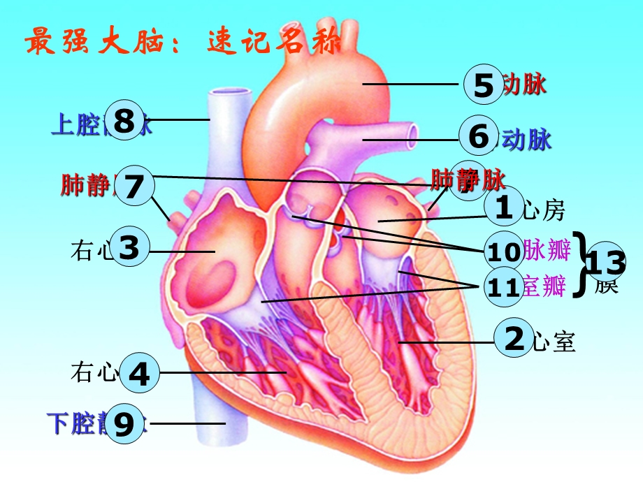 输送血液的泵心脏（倪第二课时）ppt课件.pptx_第1页