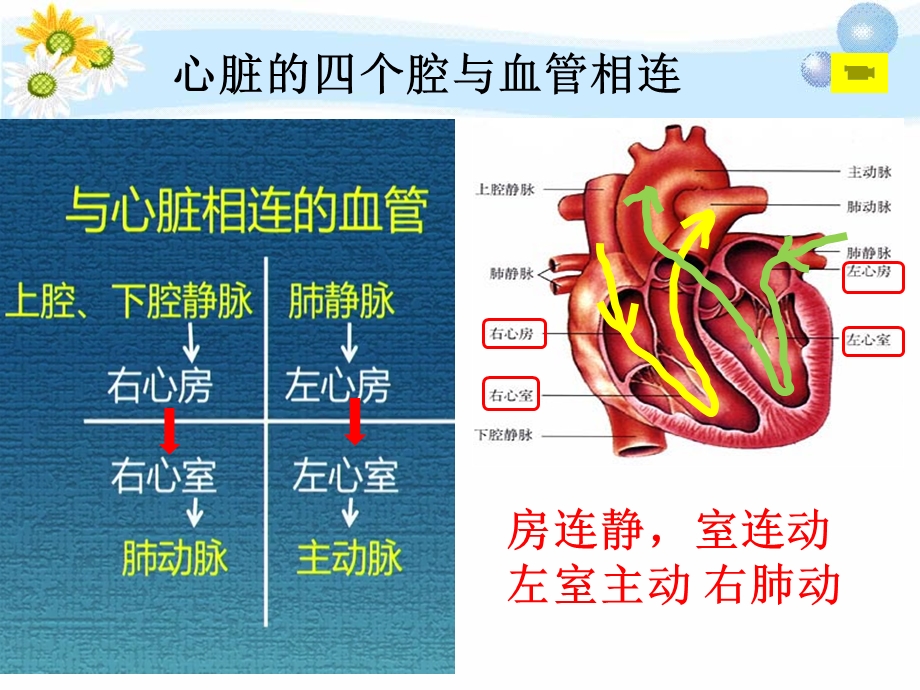 输送血液的泵心脏（倪第二课时）ppt课件.pptx_第2页