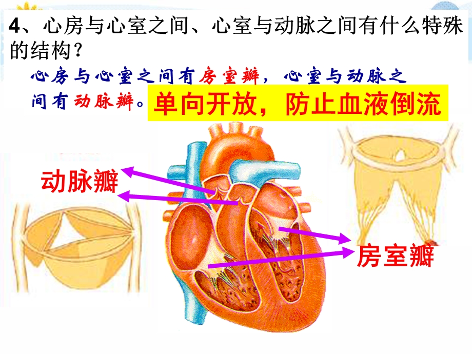 输送血液的泵心脏（倪第二课时）ppt课件.pptx_第3页