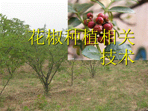 花椒种植技术ppt课件.ppt