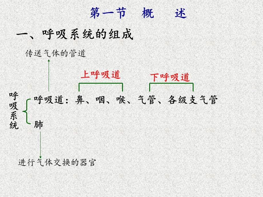 解剖生理学基础第七章呼吸系统ppt课件.ppt_第2页