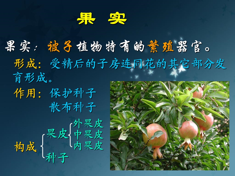 药用植物学：果实和种子ppt课件.ppt_第2页