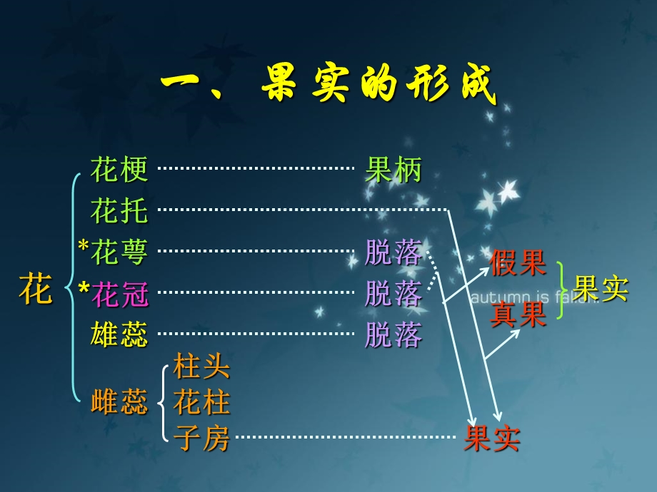 药用植物学：果实和种子ppt课件.ppt_第3页