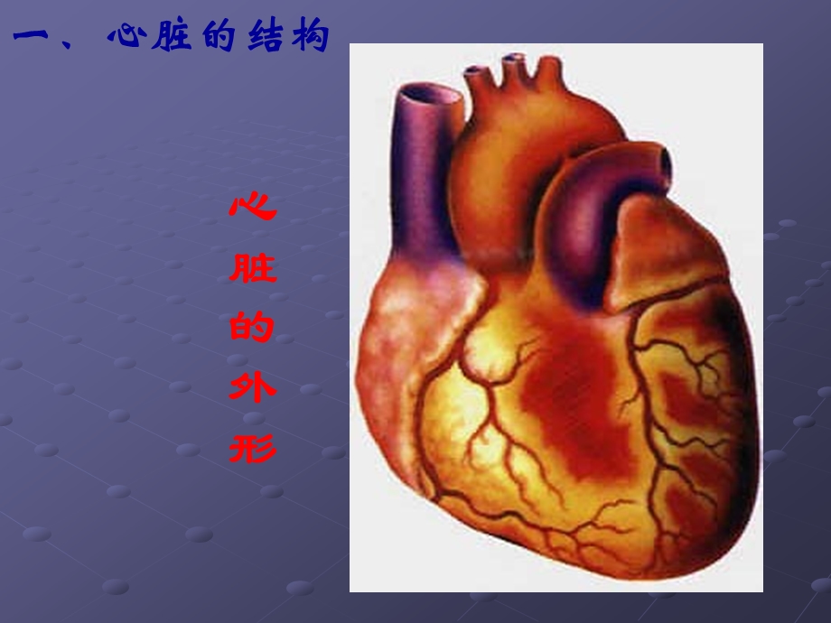 输送血液的泵心脏ppt课件.ppt_第3页