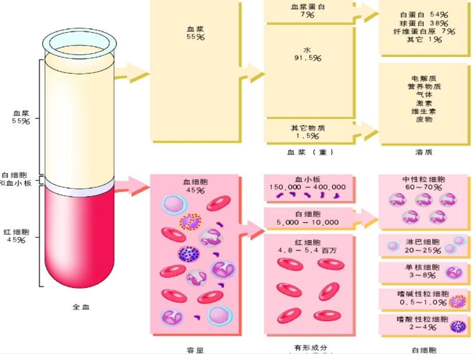 血液成分及其功能ppt课件.ppt_第3页