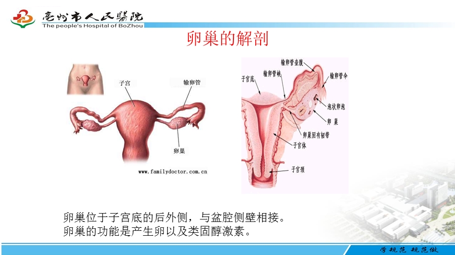 腹腔镜下卵巢囊肿剥除术手术配合ppt课件.ppt_第3页