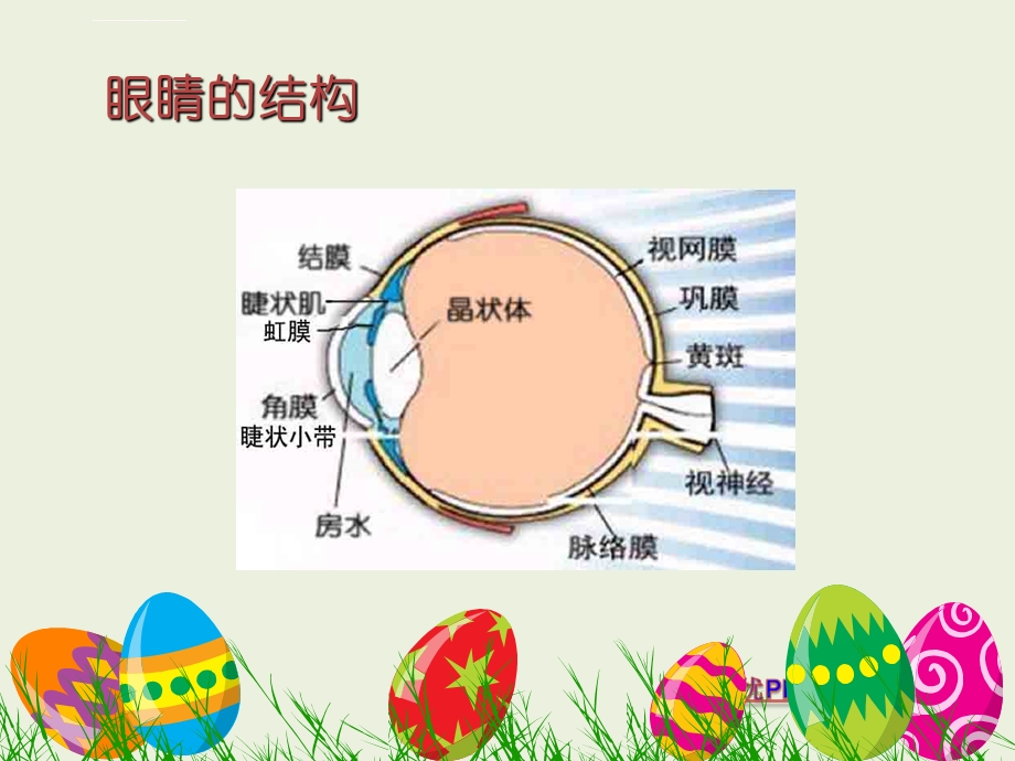 近视眼的防治小学版ppt课件.ppt_第3页