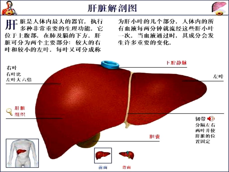 葡萄糖醛酸ppt课件.pptx_第2页