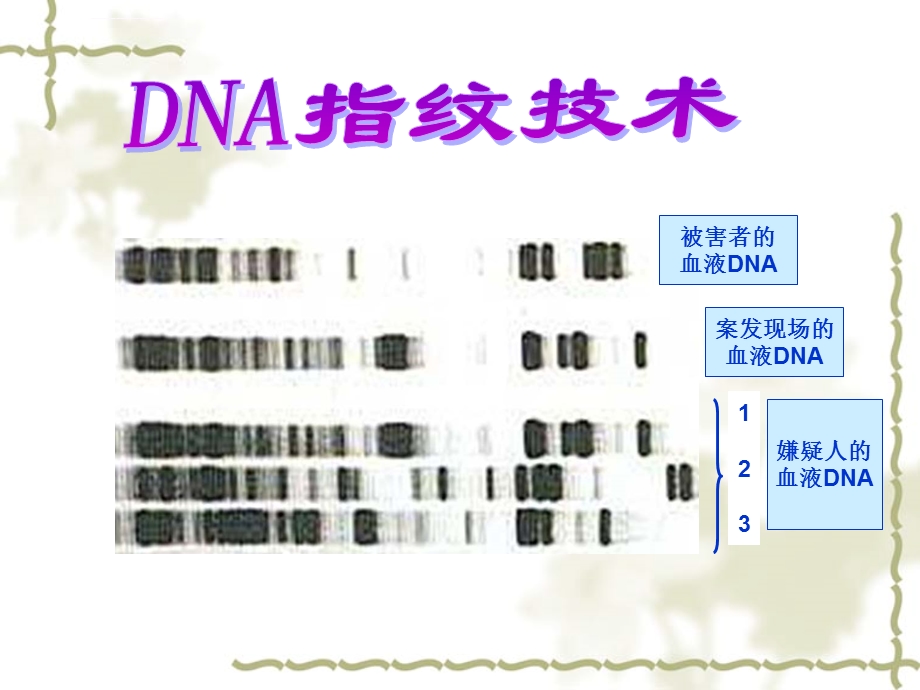 遗传信息的携带者 核酸ppt课件.ppt_第1页