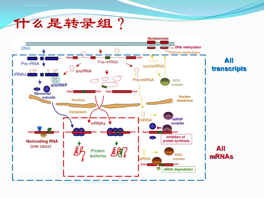 转录组测序技术原理及应用ppt课件.ppt_第3页