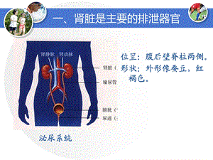 肾脏的结构(冀教版)ppt课件.ppt