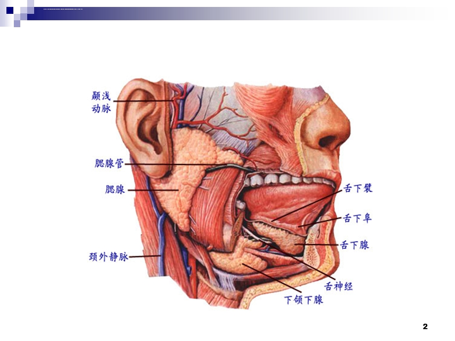 腮腺良性肿瘤(终稿)ppt课件.ppt_第2页