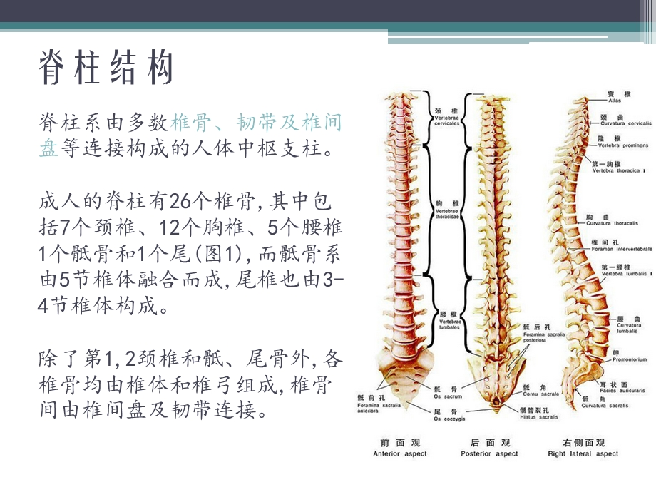 脊柱生物力学及脊柱基本结构ppt课件.pptx_第3页