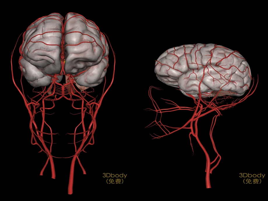 脑组织供血及脑血管解剖ppt课件.ppt_第3页