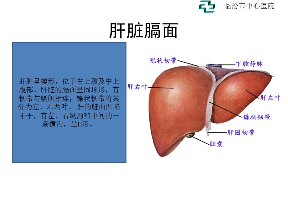 肝脏的超声分叶分段ppt课件.pptx_第2页