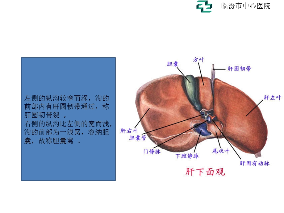 肝脏的超声分叶分段ppt课件.pptx_第3页