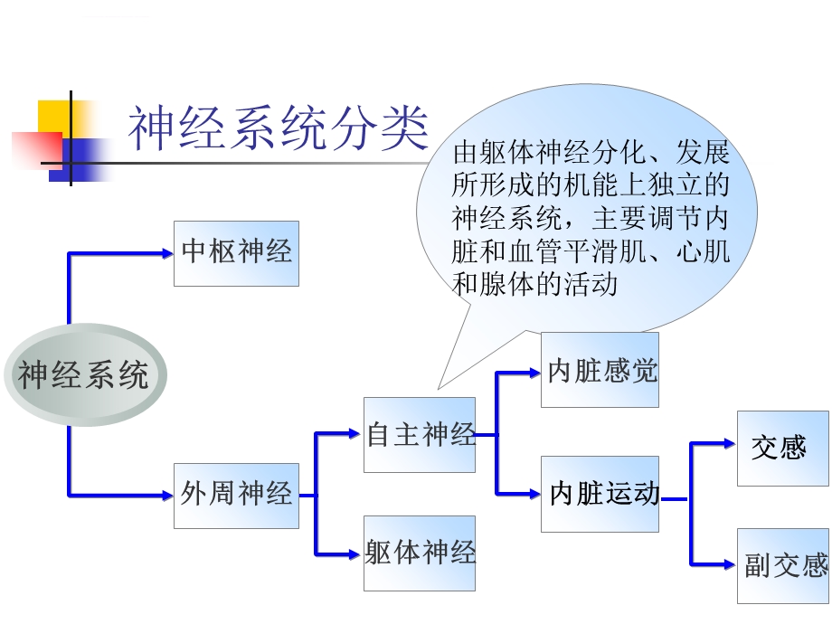 自主神经系统解剖和功能ppt课件.ppt_第2页