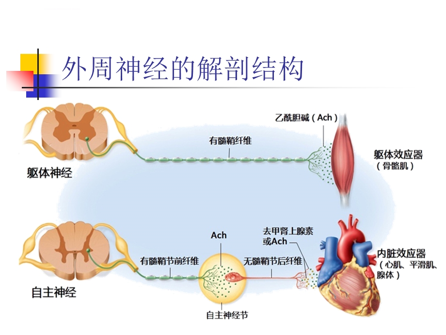 自主神经系统解剖和功能ppt课件.ppt_第3页