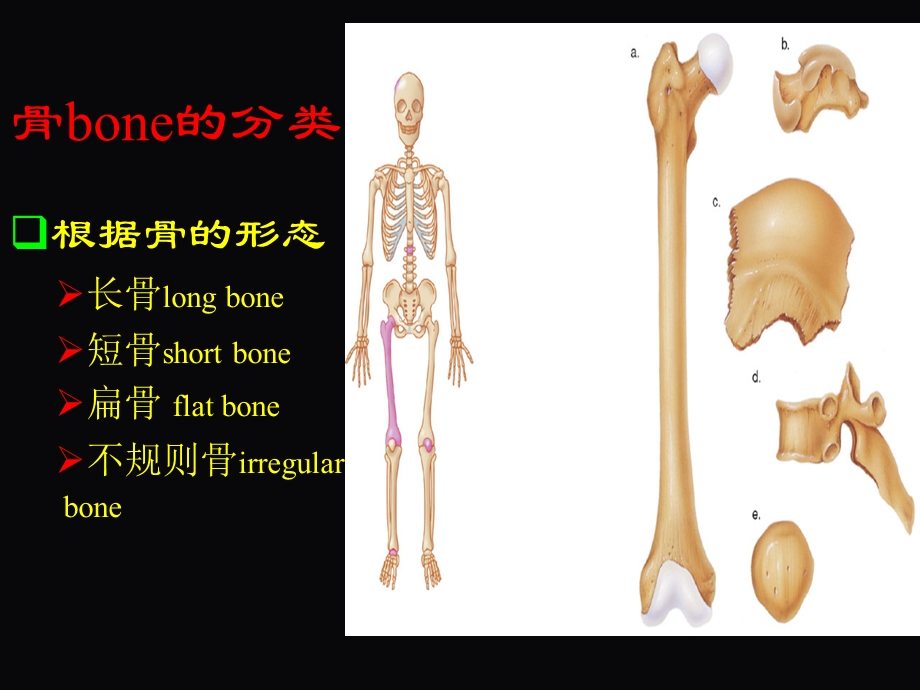 第二篇运动系统常见疾病ppt课件.pptx_第3页