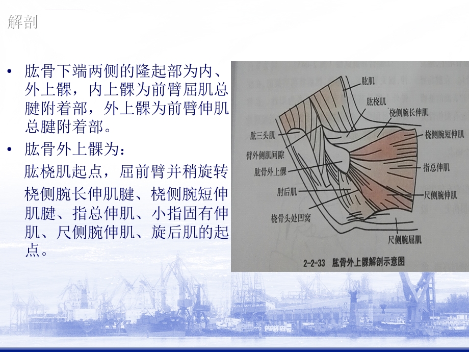 肱骨外上髁炎ppt课件.ppt_第2页