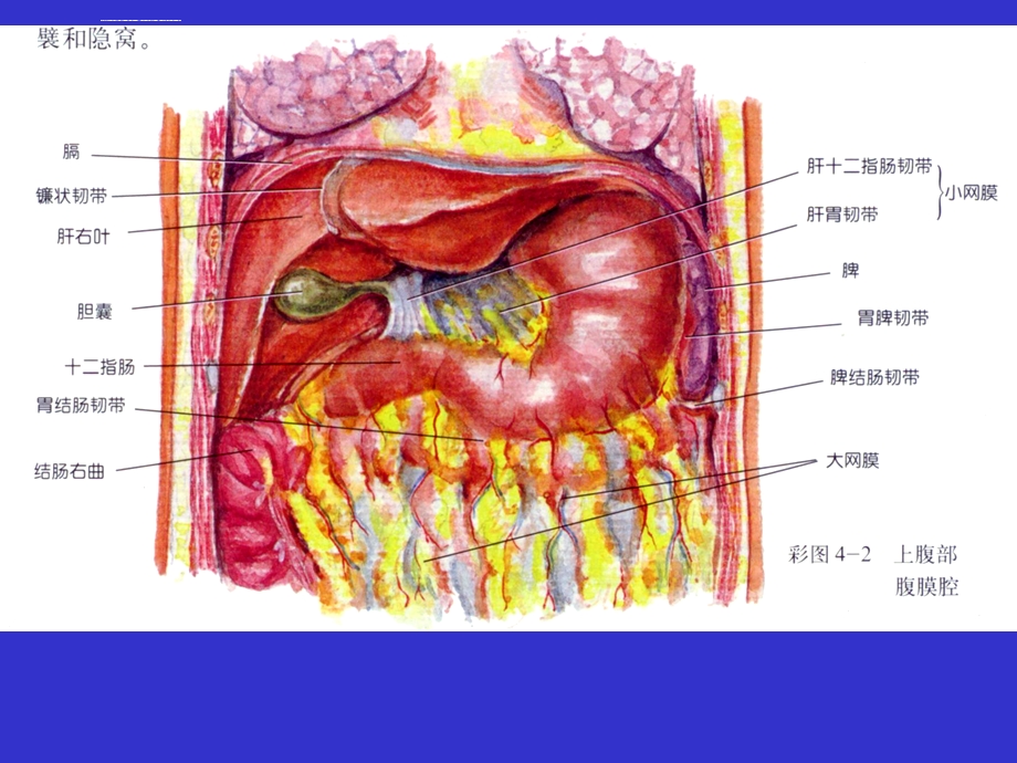 胃的解剖PPT课件.ppt_第2页