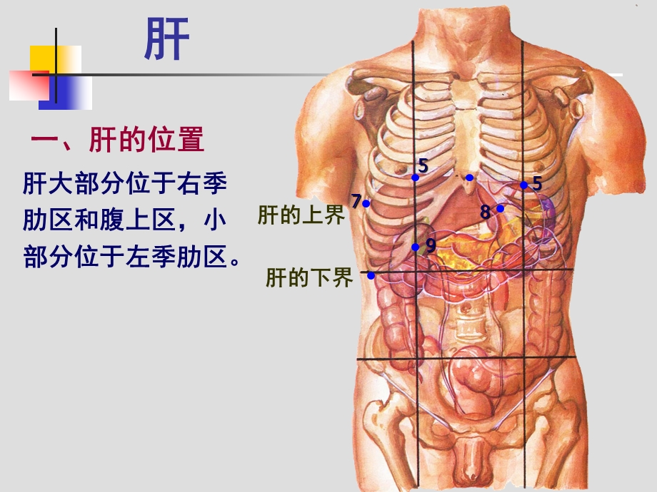 肝胆、门静脉解剖ppt课件.ppt_第2页