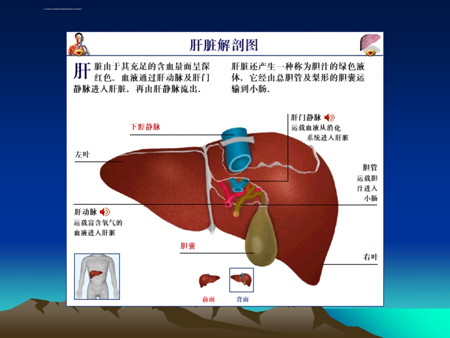 肝衰竭的护理ppt课件.ppt_第2页