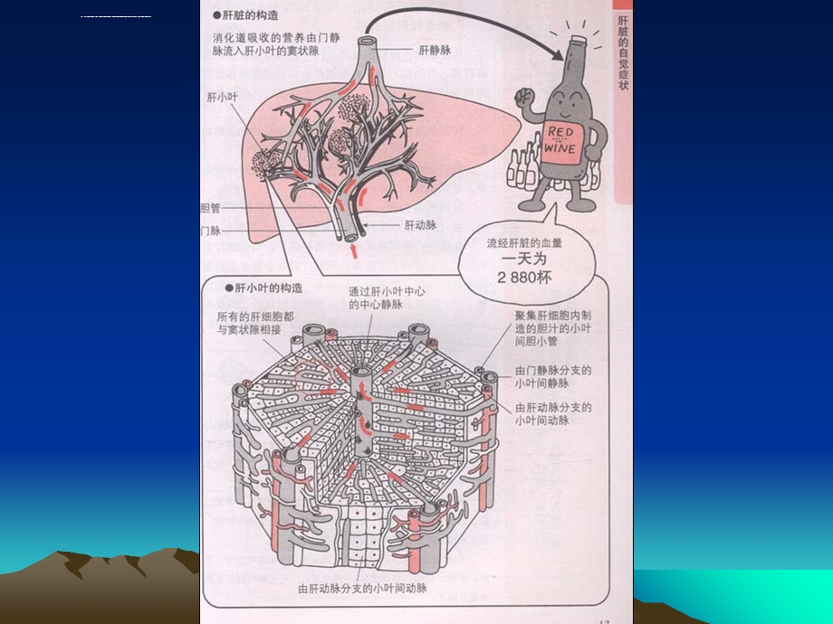 肝衰竭的护理ppt课件.ppt_第3页