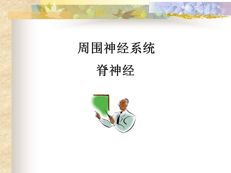 脊神经PPT课件.ppt_第1页