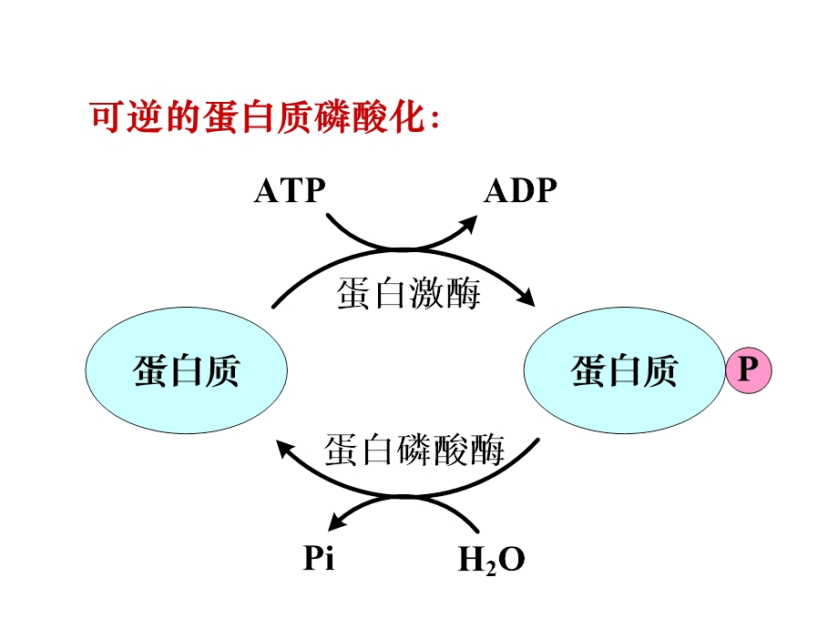 蛋白磷酸化与蛋白激酶ppt课件.ppt_第3页