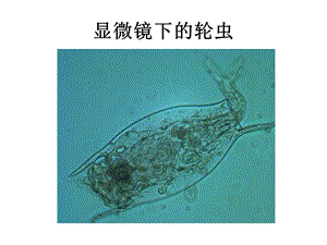 练习使用显微镜公开课ppt课件.ppt